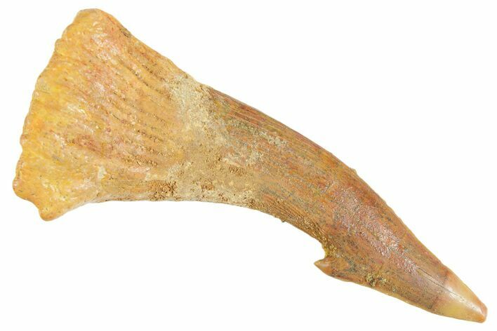 Fossil Sawfish (Onchopristis) Rostral Barb - Morocco #356407